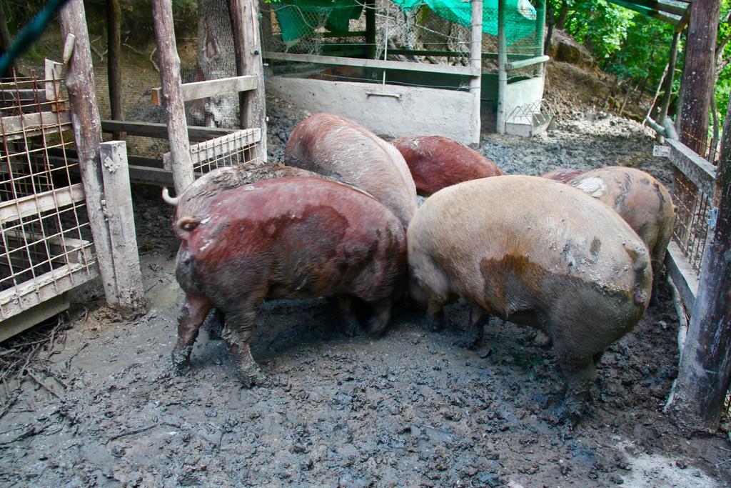 Agriturismo Biologico Villa Rosa Monte Guiduccio 外观 照片