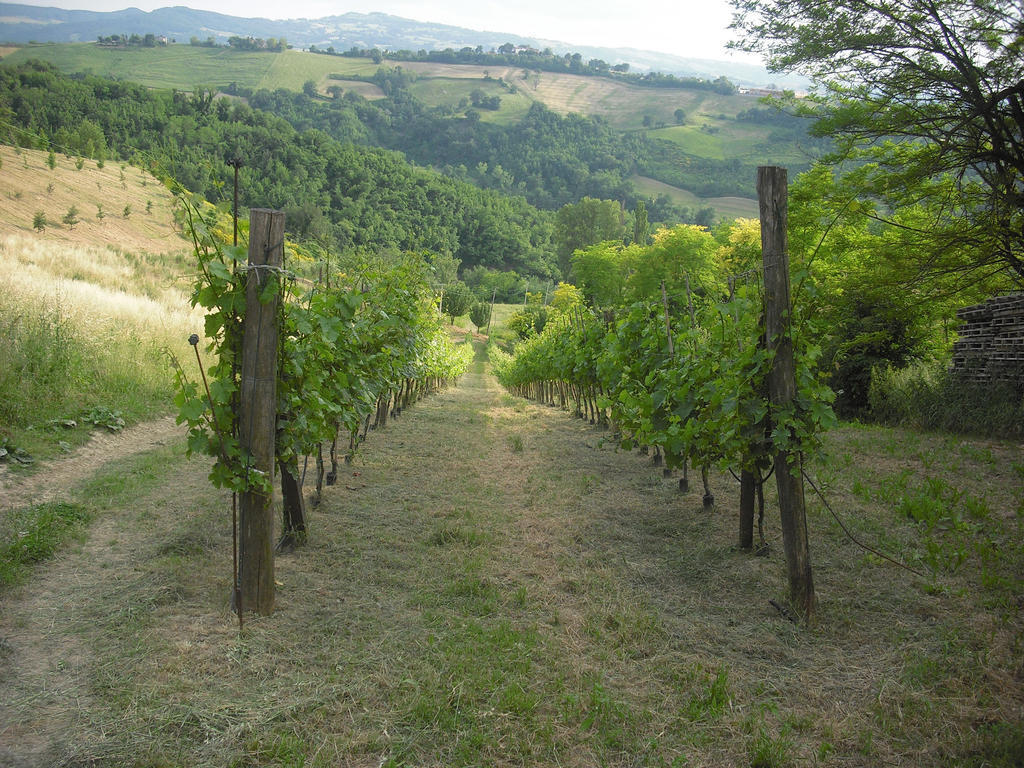 Agriturismo Biologico Villa Rosa Monte Guiduccio 外观 照片